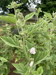 Althaea officinalis