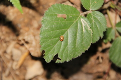 Coccinellini