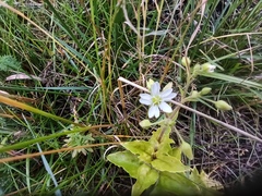 Stellaria aquatica