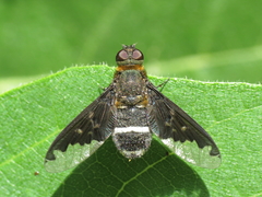 Hemipenthes velutina