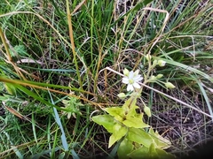 Stellaria aquatica