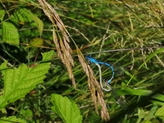 Enallagma cyathigerum