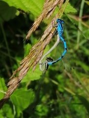 Enallagma cyathigerum