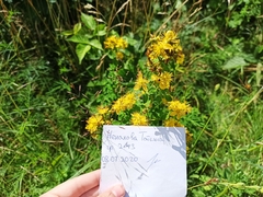 Hypericum perforatum