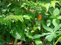 Phalanta phalantha phalantha