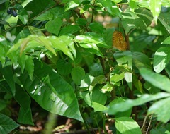 Phalanta phalantha phalantha