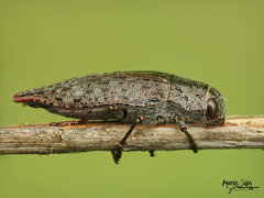Dicerca tenebrica