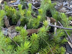 Persoonia chamaepitys