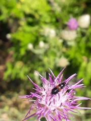 Divales bipustulatus