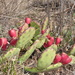 Low Pricklypear - Photo (c) Annette Geiser-Barkhausen, some rights reserved (CC BY-NC), uploaded by Annette Geiser-Barkhausen