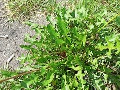 Taraxacum officinale
