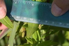 Hypericum swinkianum