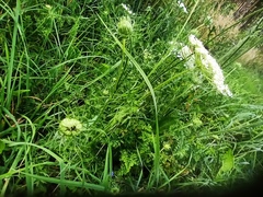 Daucus carota
