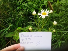 Tripleurospermum inodorum