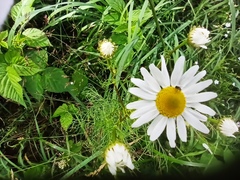 Tripleurospermum inodorum