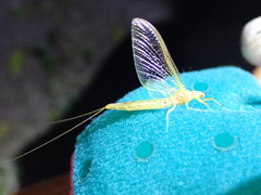 Ephemera orientalis