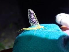 Ephemera orientalis