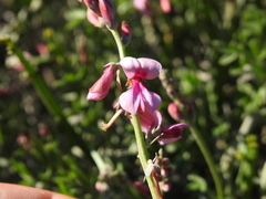 Indigofera sp-aff-platypoda