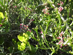 Indigofera sp-aff-platypoda