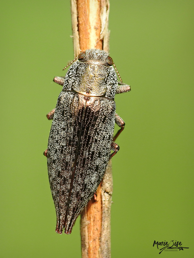 Flat-headed Poplar Borer
