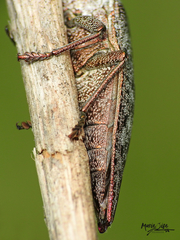 Dicerca tenebrica