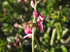Indigofera sp-aff-platypoda