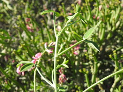 Indigofera sp-aff-platypoda