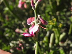 Indigofera sp-aff-platypoda