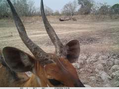 Tragelaphus scriptus