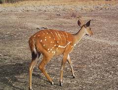 Tragelaphus scriptus