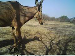 Alcelaphus buselaphus major