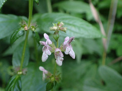 Stachys latidens
