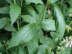 Stachys latidens