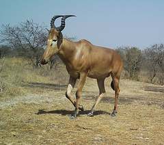 Alcelaphus buselaphus major