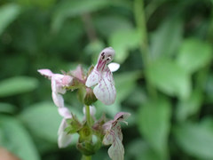 Stachys latidens