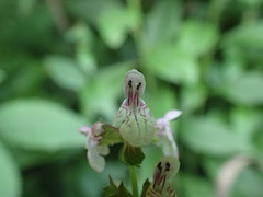 Stachys latidens