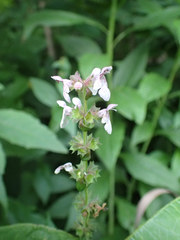 Stachys latidens