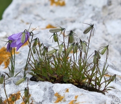 Campanula carnica