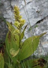 Veratrum lobelianum