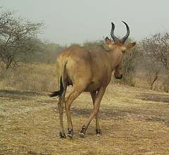 Alcelaphus buselaphus major