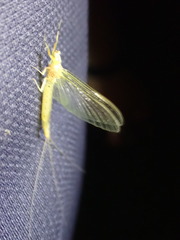 Ephemera orientalis