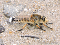 Promachus yesonicus