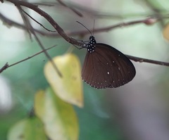 Euploea tulliolus ledereri