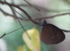 Euploea tulliolus ledereri
