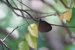 Euploea tulliolus ledereri