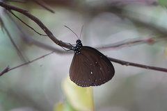 Euploea tulliolus ledereri