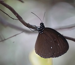 Euploea tulliolus ledereri