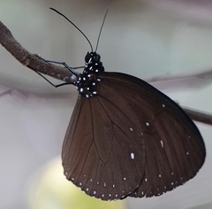 Euploea tulliolus ledereri