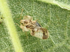 Corythucha juglandis