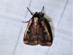 Eueretagrotis sigmoides